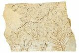 Fossil Leaf (Metasequoia) - France #254210-1